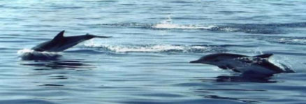 Dolphins